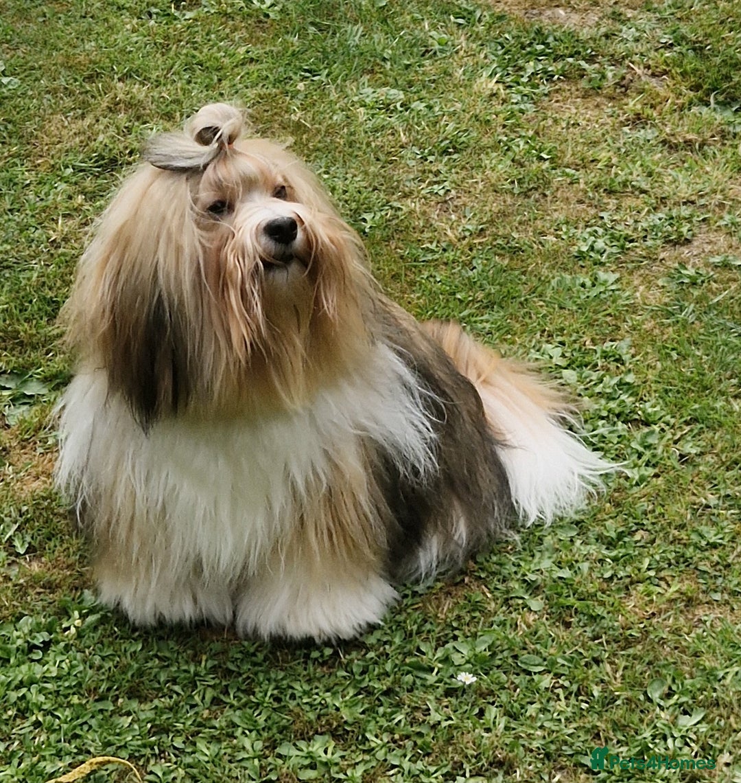 Havanese dogs for sale: Stunning KC Registered Havenese babies available.  - Image 25