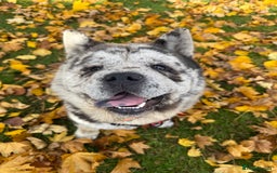 Chow Chow dogs for stud: Rare Smooth Coat Blue Merle for Stud - Advert 3