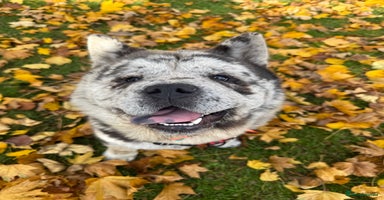 Chow Chow dogs Rare Smooth Coat Blue Merle for Stud - Advert 9