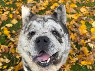 Chow Chow dogs Proven Rare Smooth Coat Blue Merle BIG POPPA PABLO - Advert 5