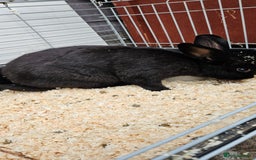 Mixed Breed rabbits for sale: Male Rabbits for Sale - Image 3