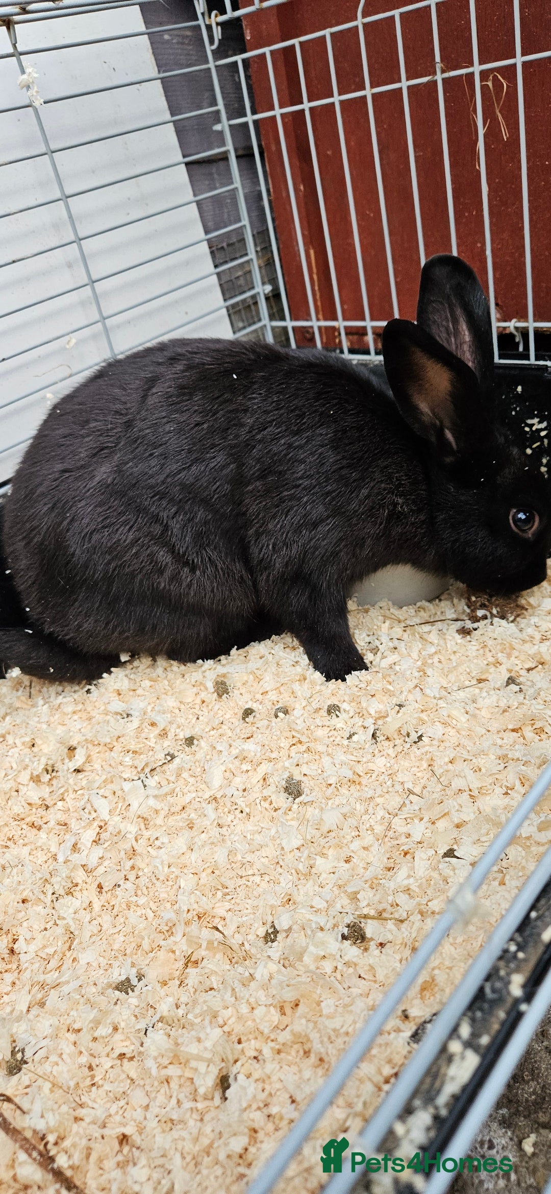 Mixed Breed rabbits for sale: Male Rabbits for Sale - Image 3