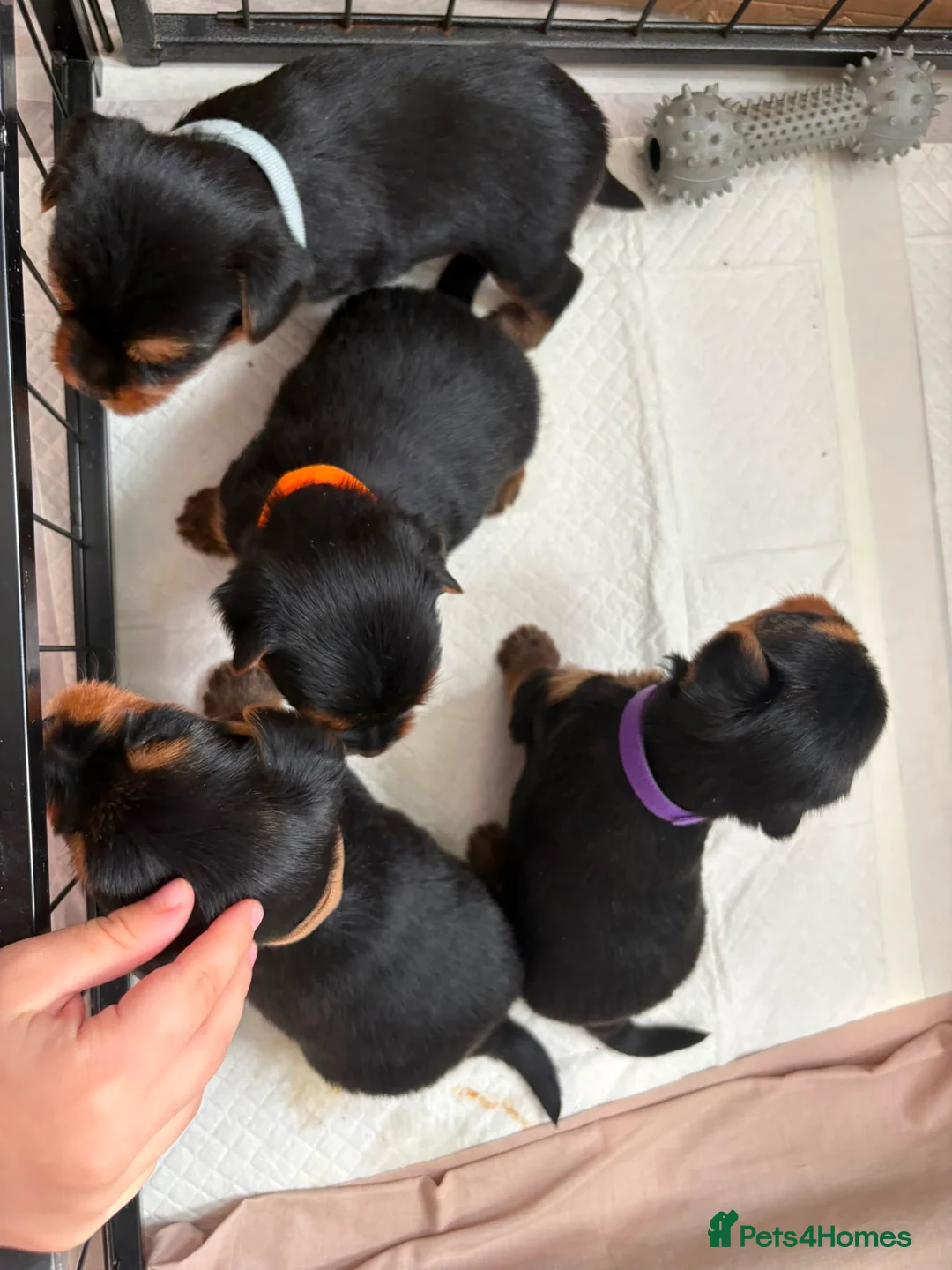 Yorkshire Terrier dogs for sale: Beautiful yorkshire terrier puppies  - Advert 5