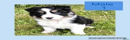 Border Collie dogs for sale: Border collie puppies  - Advert 7
