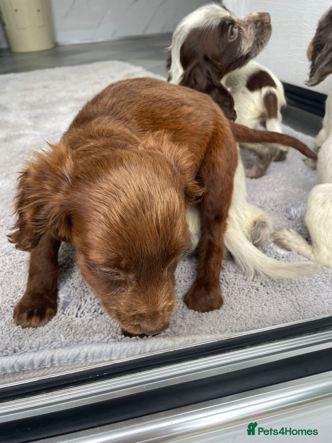 Cocker Spaniel dogs for sale: Cocker spaniel puppys - Image 12