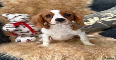 Cavalier King Charles Spaniel dogs in Stafford - Advert 1