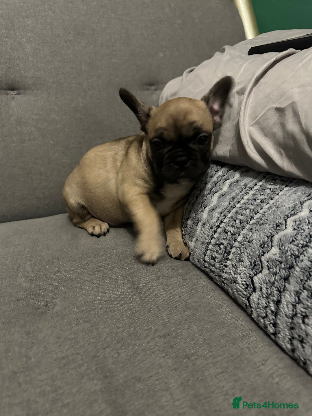 French Bulldog dogs for sale: Bolek the French bulldog for sale  - Advert 4
