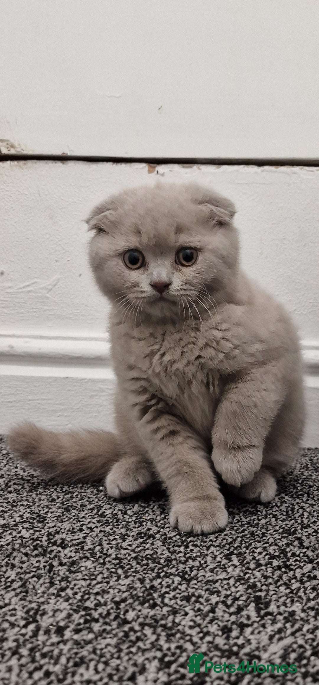 Scottish Fold cats for sale: *LAST ONE* Lilac Scottish Fold Kitten For Sale! - Advert 2