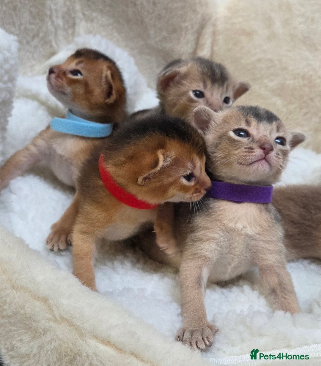 Abyssinian cats for sale: Gorgeous Tica  Abyssinian Kittens  - Advert 1