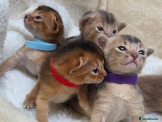 Abyssinian cats Gorgeous Abyssinian Kittens - Advert 1