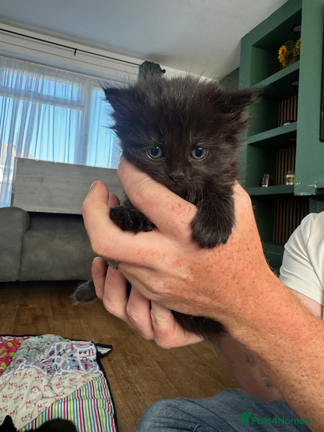 British Shorthair cats for sale: Longhair kittens - Advert 7