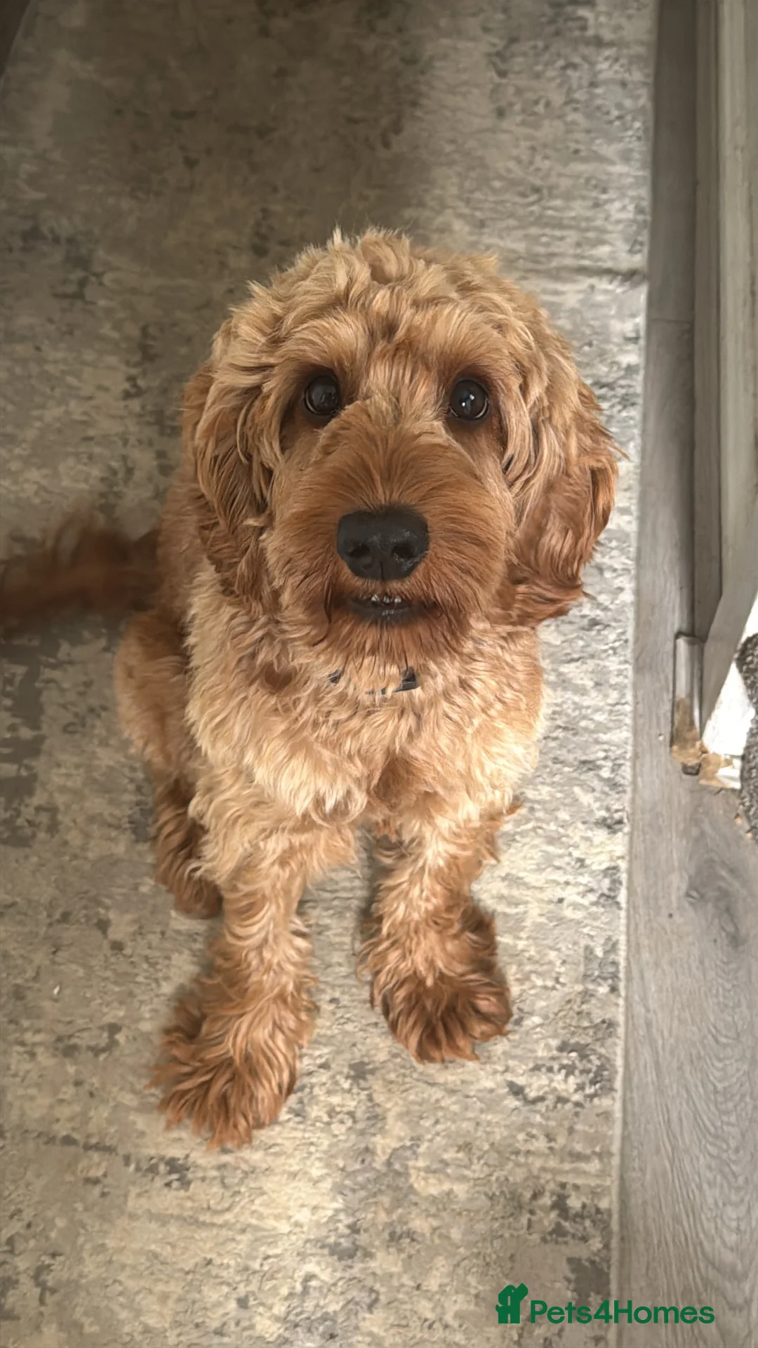 Cockapoo dogs for stud: F1 Red cockapoo in Saint Helens - Advert 2