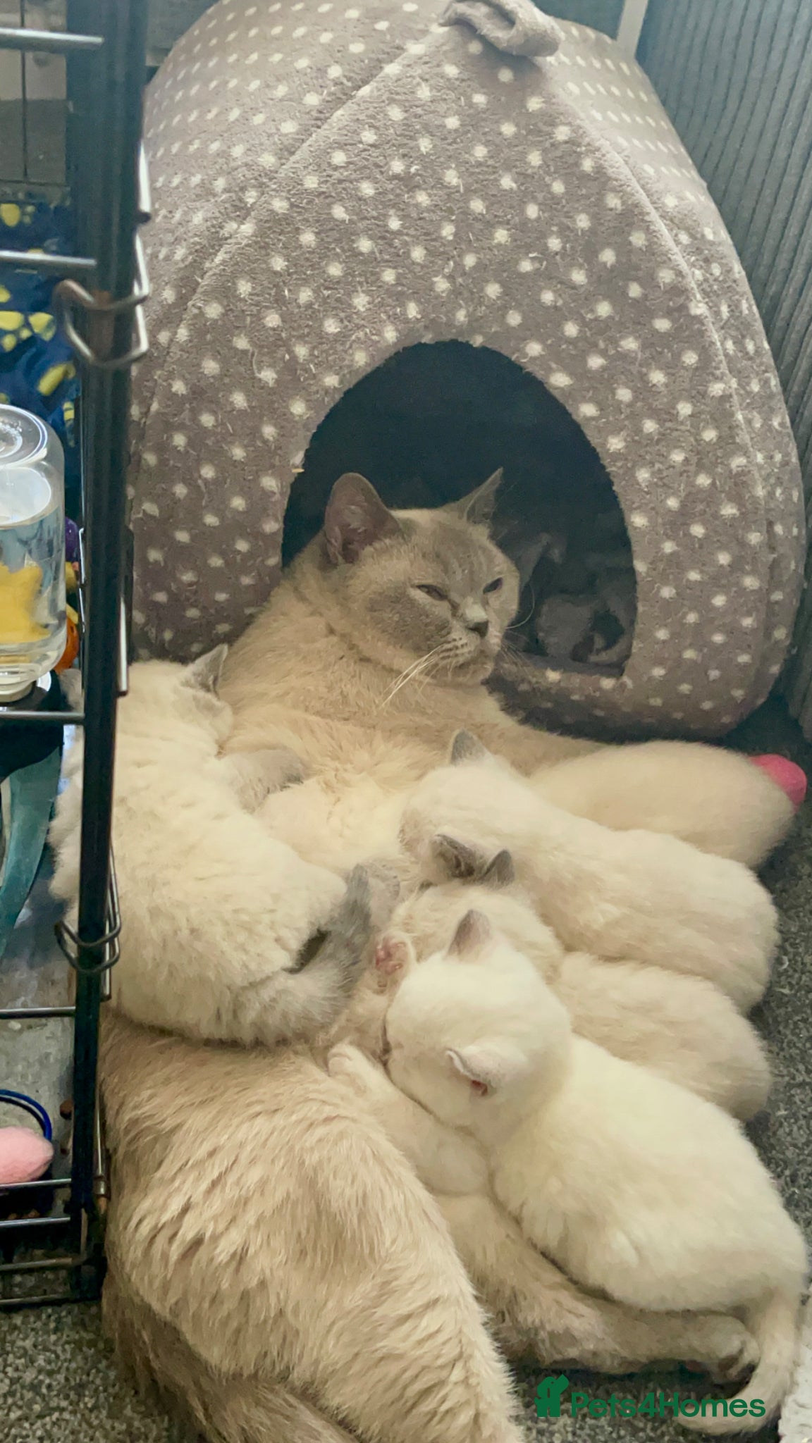 British Shorthair cats GCCF CHAMPION BSH Blue Colourpoint Kittens  - Advert 2