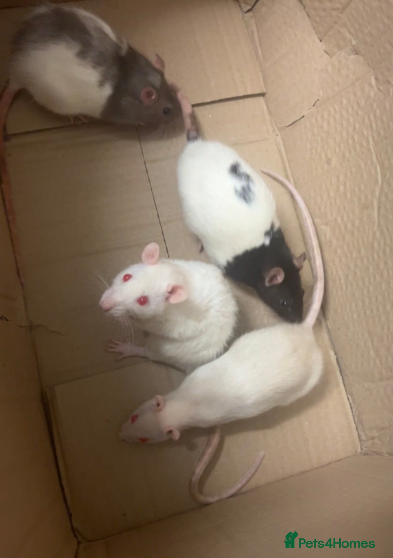 Rat rodents 4 rats + cage and accessories  - Advert 4