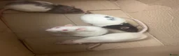 Rat rodents for sale: 4 rats + cage and accessories  - Advert 1