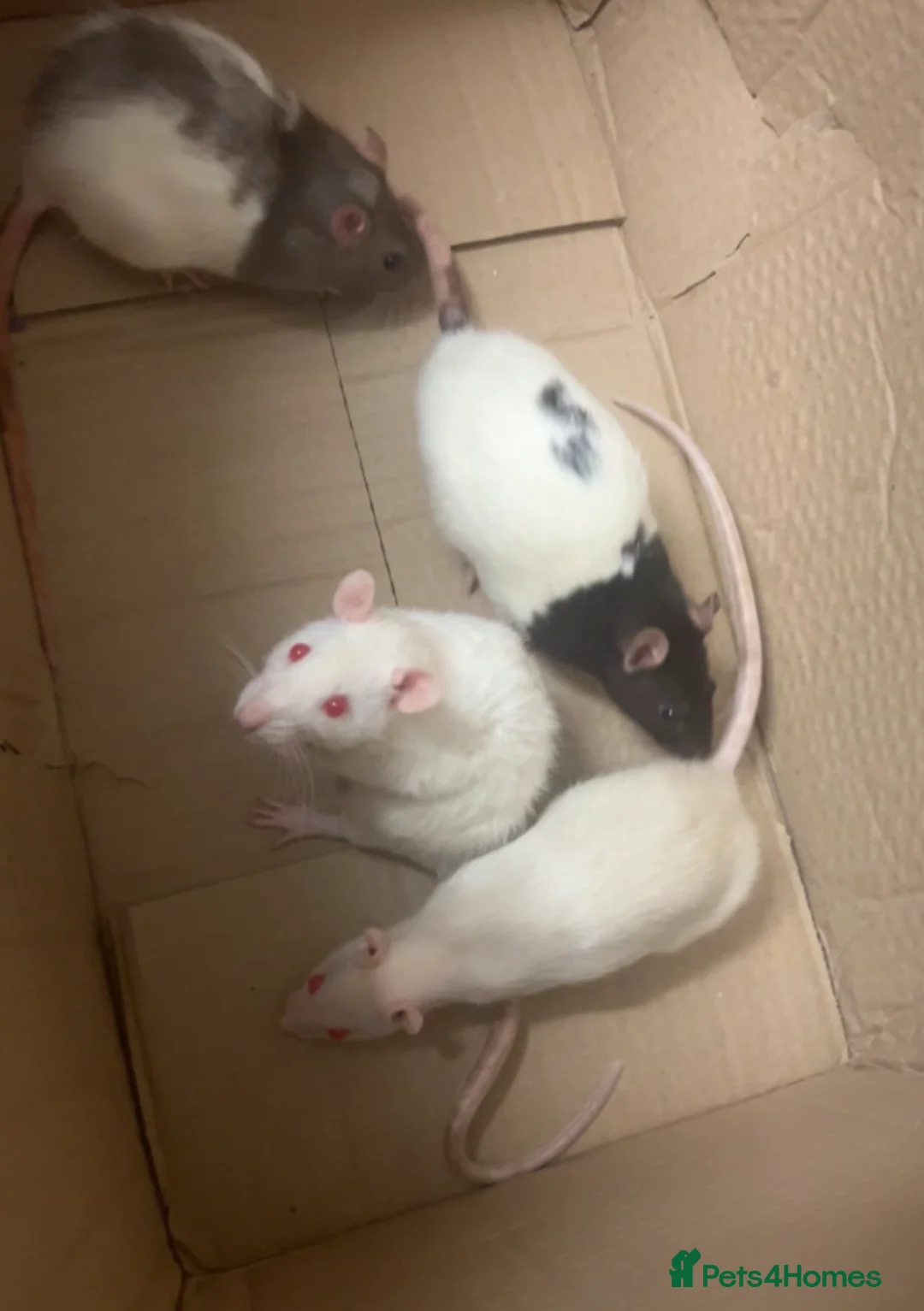 Rat rodents for sale: 4 rats + cage and accessories  - Advert 1
