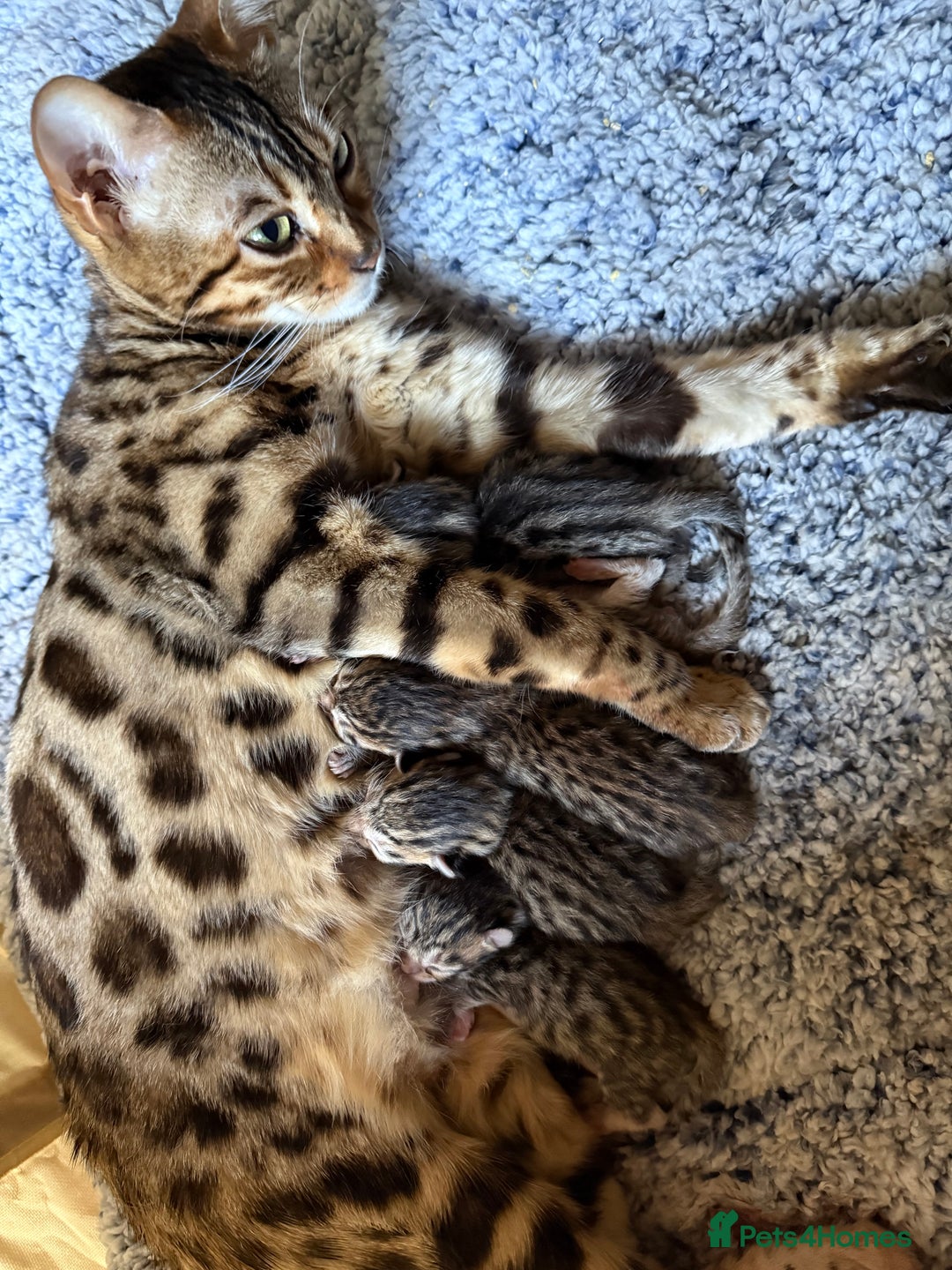 Mixed Breed cats for sale: Unique mix - Bengal x Maine Coon - Image 11
