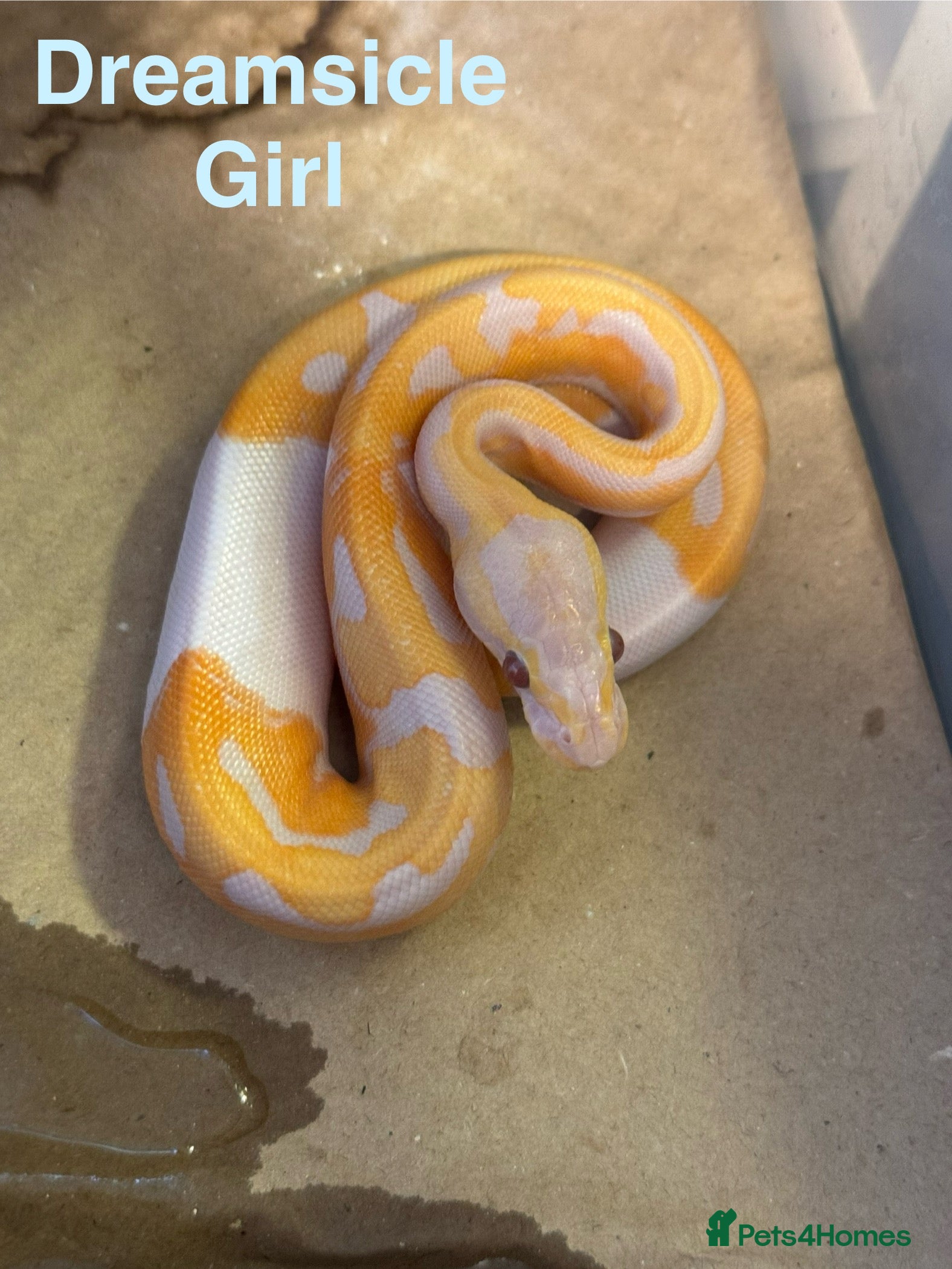 Python Snake reptiles Ball python collection  - Advert 5