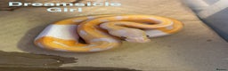 Python Snake reptiles for sale: Ball python collection  - Advert 2