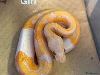 Python Snake reptiles Ball python collection - Advert 7