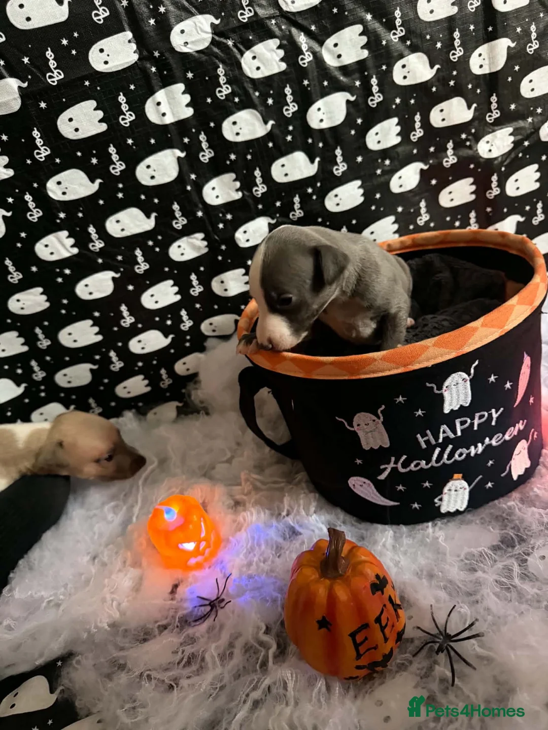 Whippet dogs for sale: Pedigree whippet puppies  in Crook - Advert 2
