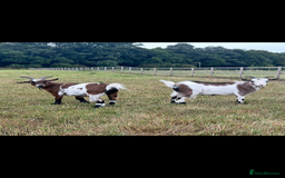 Goats livestock for sale: 2 Friendly pet goats. Wethers. - Image 8