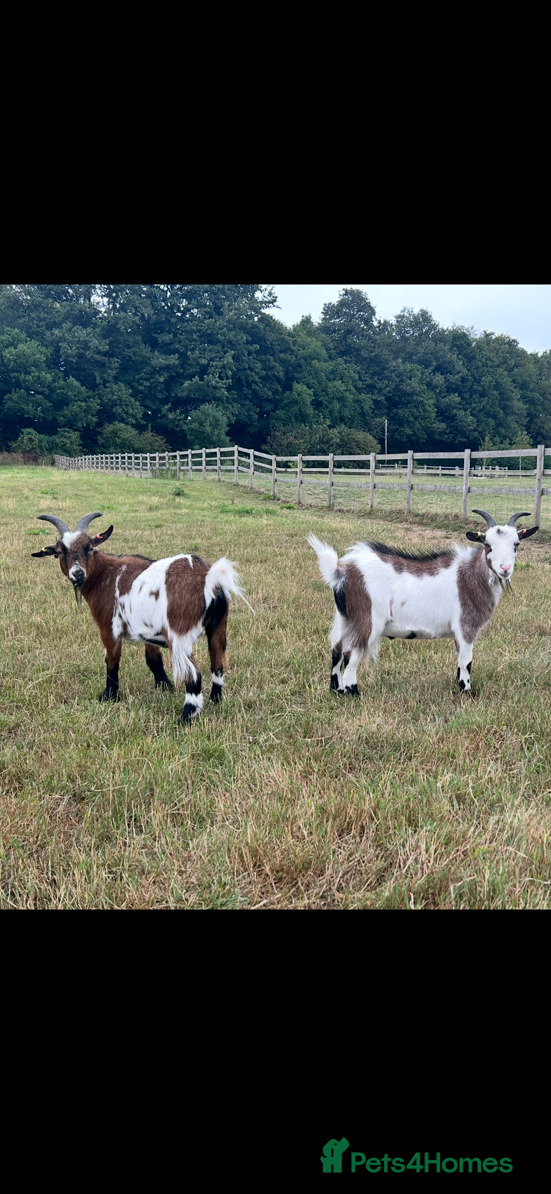 Goats livestock for sale: 2 Friendly pet goats. Wethers. - Image 8