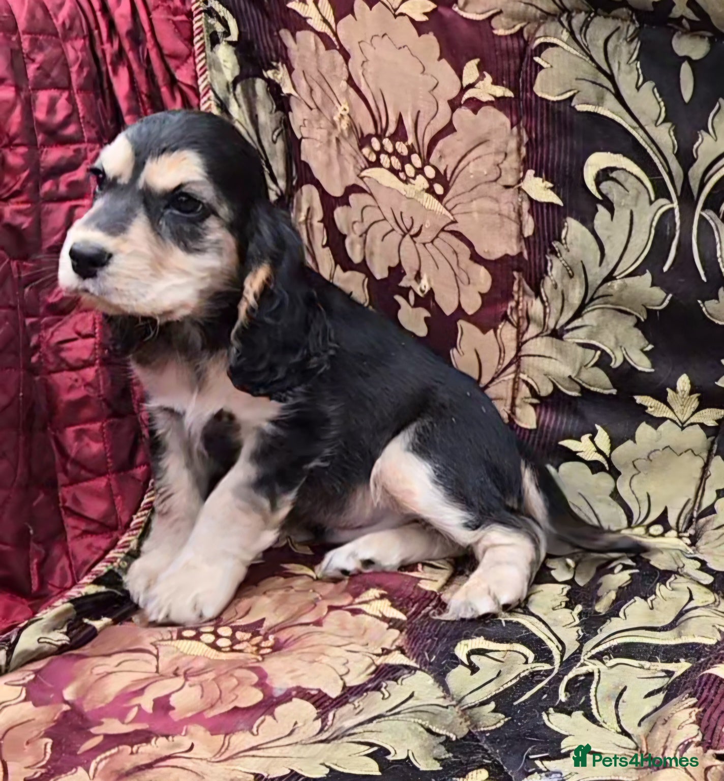 Cocker Spaniel dogs Stunning litter of cocker spaniel pups ready now. - Advert 6