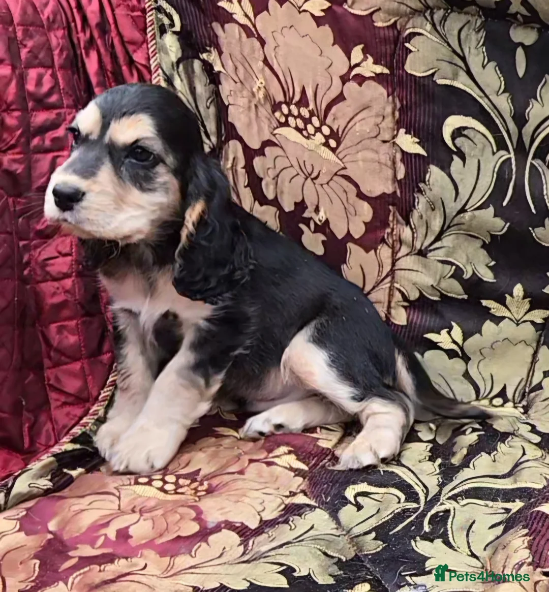 Cocker Spaniel dogs for sale: Stunning litter of cocker spaniel pups ready now. - Advert 10