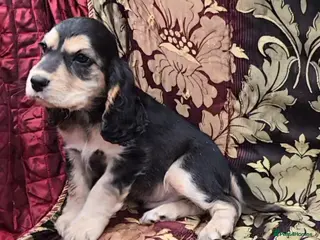 Cocker Spaniel dogs Stunning litter of cocker spaniel pups ready now. - Advert 6