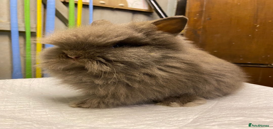 Gallery Image {{count}}