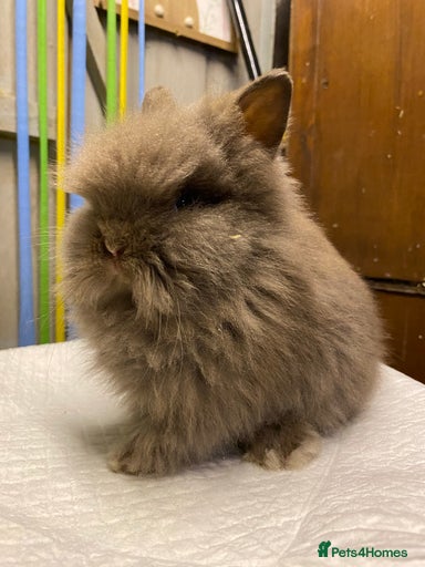 Gallery Image {{count}}