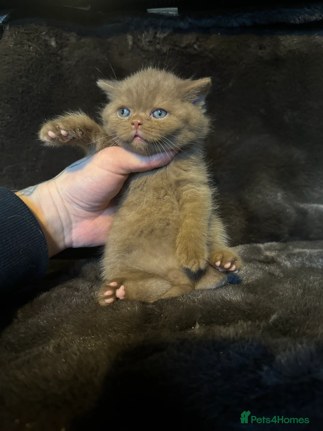 British Shorthair cats for sale: Tica reg BSH kittens  - Advert 6