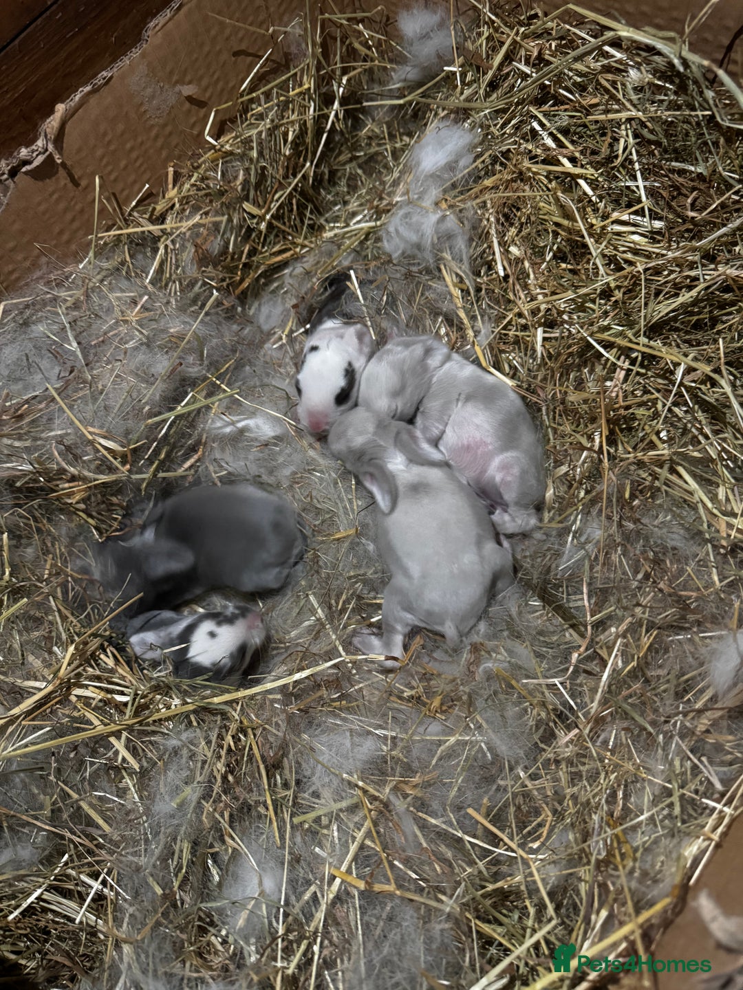 French Lop rabbits for sale: 🩵Stunning litter pure bred blue eye French lops🩵 - Image 34