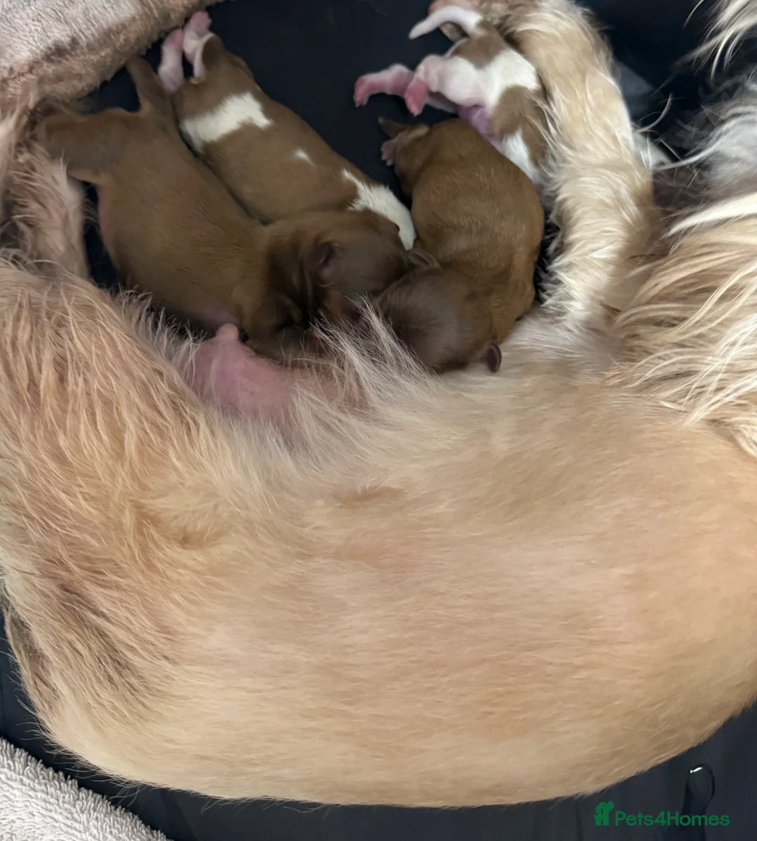 Shih Tzu dogs for sale: Imperial Shih Tzu puppies  - Advert 2