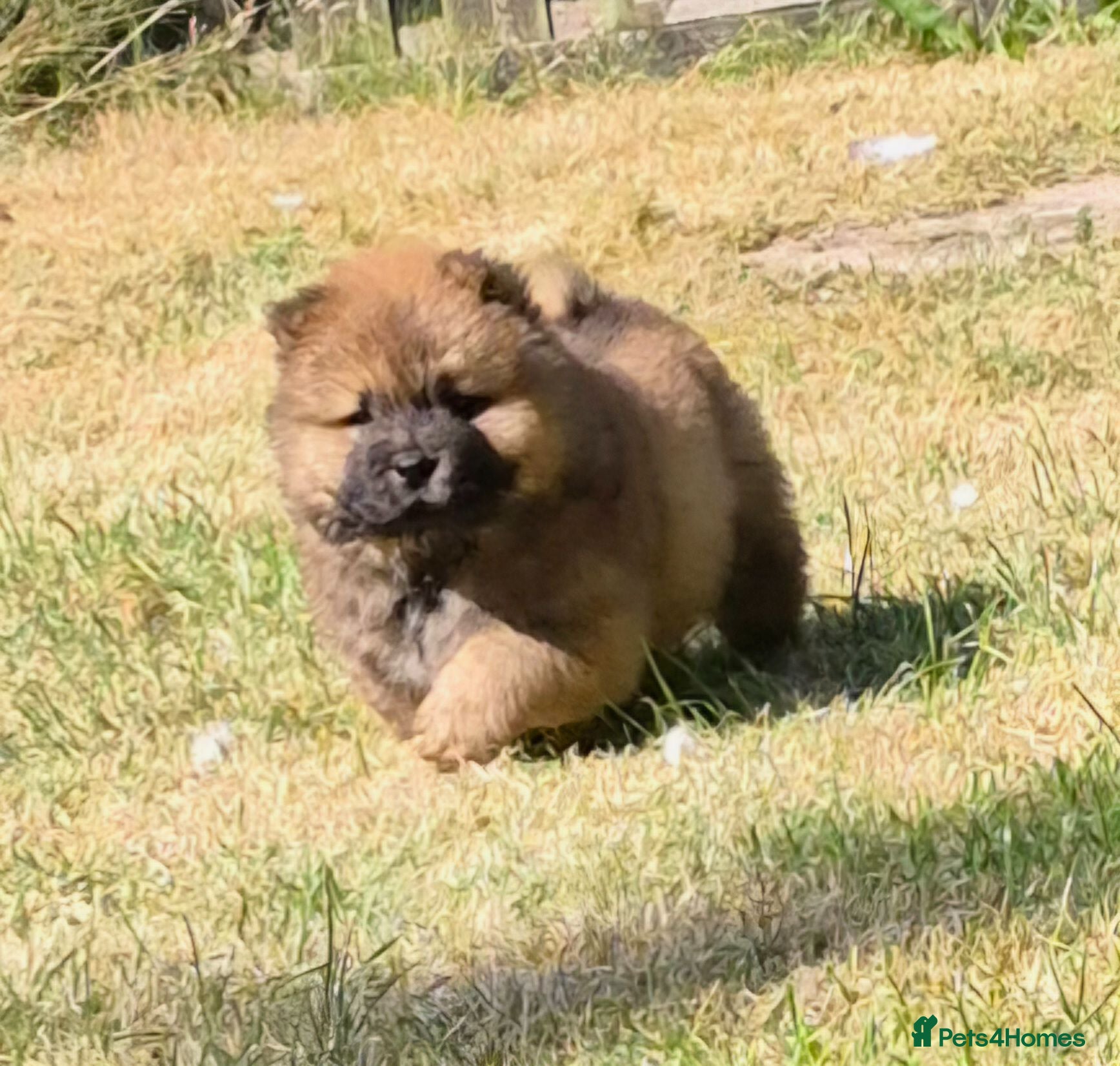 Chow Chow dogs Kc reg chow chow pups  - Advert 2