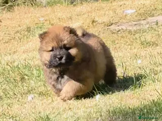 Chow Chow dogs Kc reg chow chow pups - Advert 2