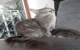 Mixed Breed cats for sale: 3 gorgeous boys - Image 5