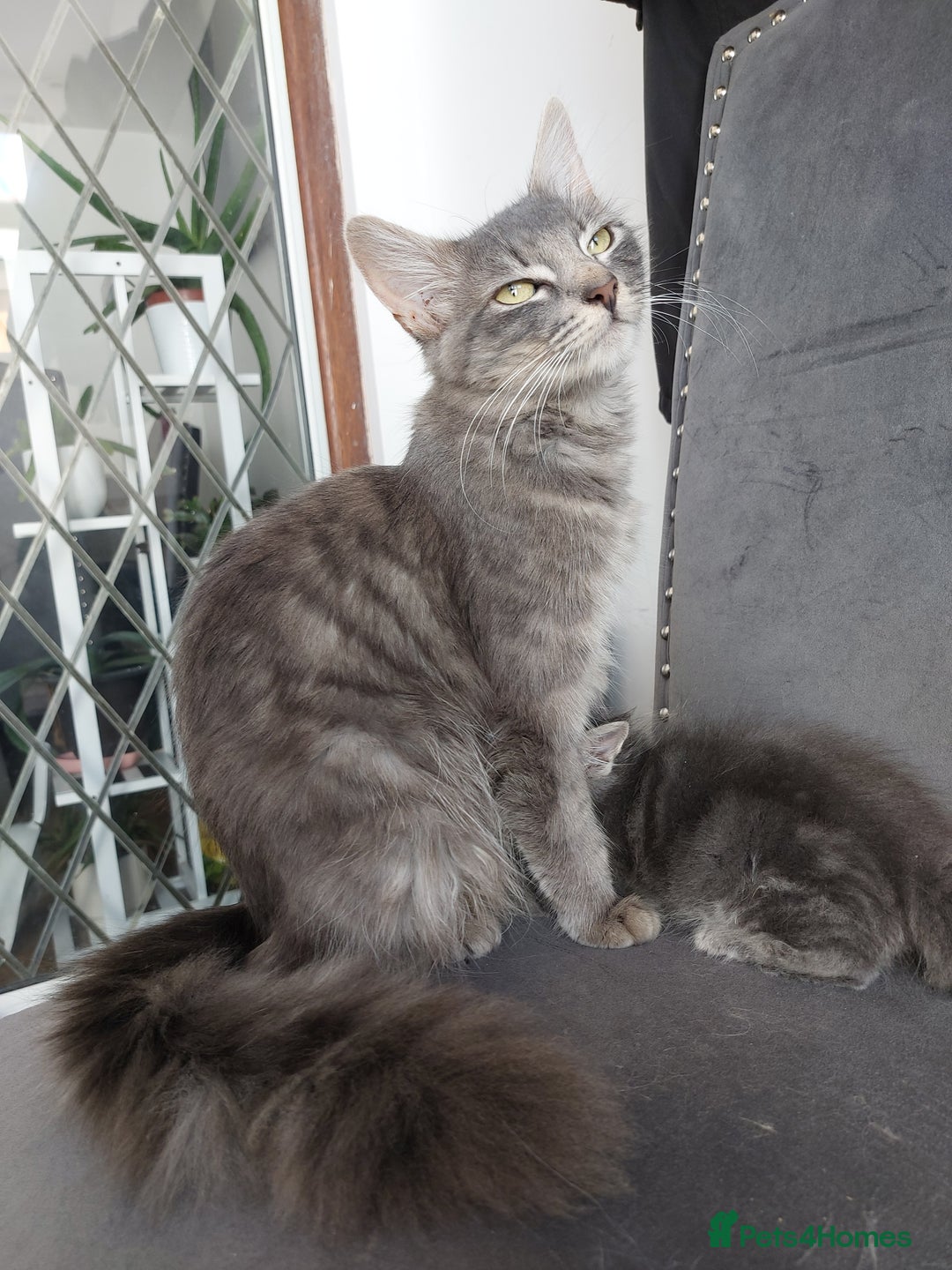Mixed Breed cats for sale: 3 gorgeous boys - Image 5