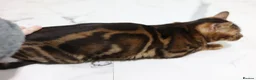 Bengal cats for sale: Unique Line Snow & Brown Bengals - Advert 9