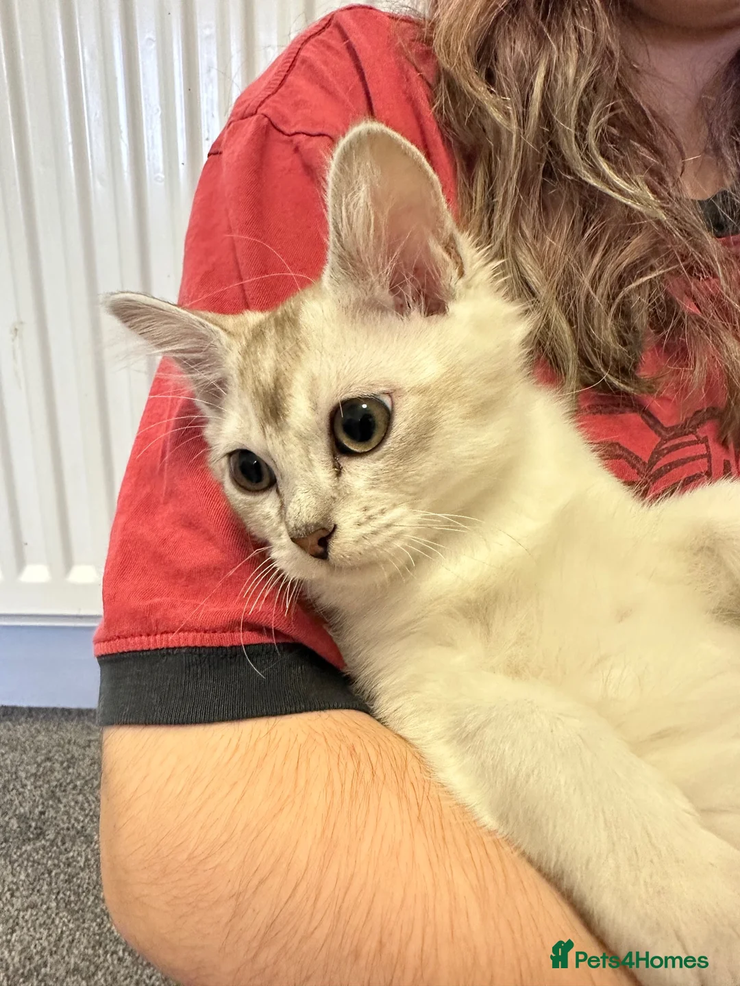 Burmilla cats for sale: GCCF reg pedigree kittens - Advert 2