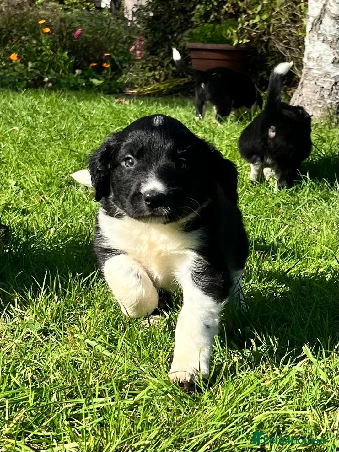 Mixed Breed dogs for sale: ⚫️ Well-natured, healthy Sprollies ⚪️ - Image 14