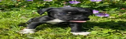 Bocker dogs for sale: Beautiful Beagle x cocker spaniel puppies  - Advert 7