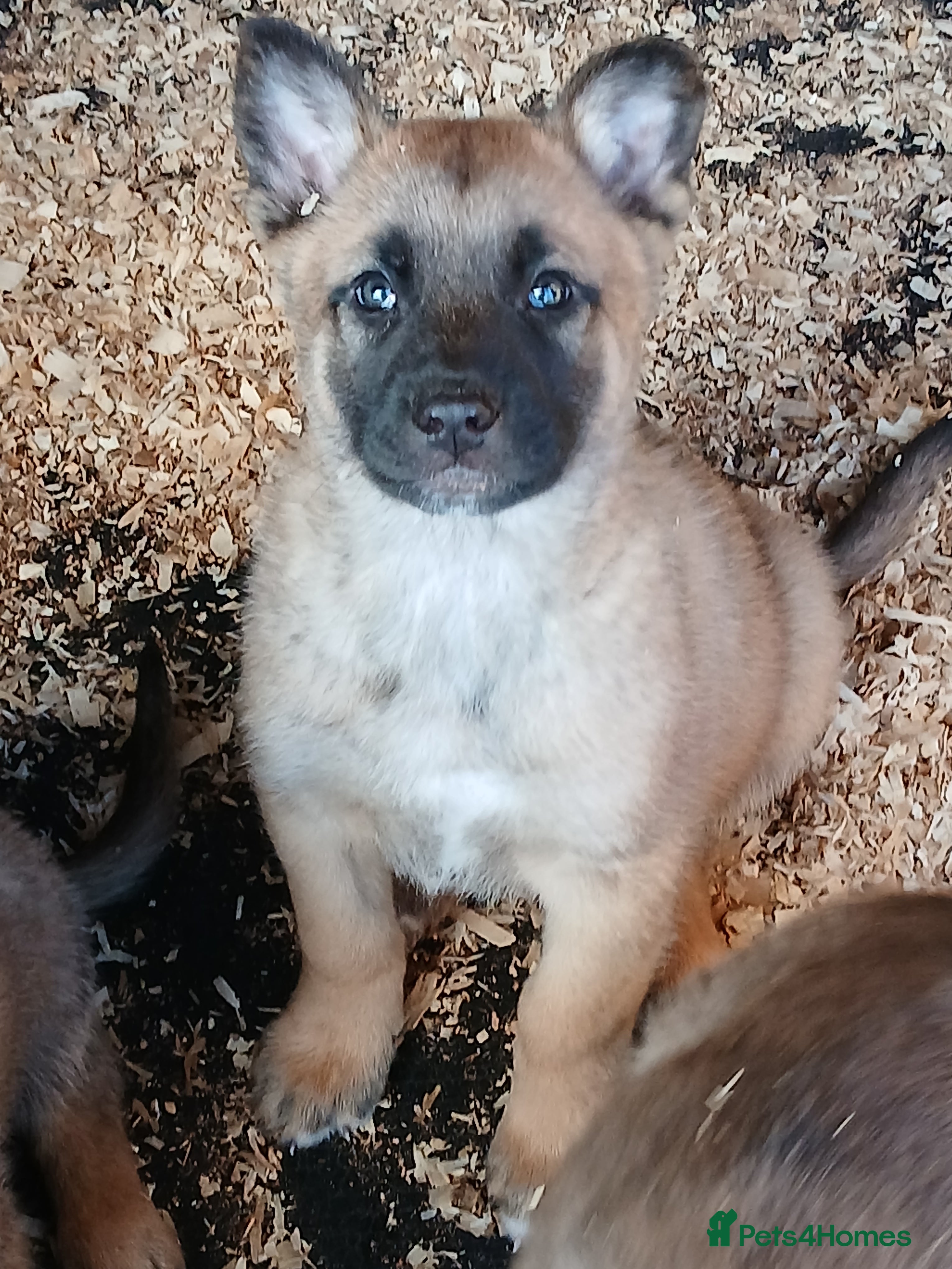 Mixed Breed dogs Belgium Mali x  - Advert 8