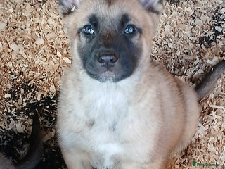 Mixed Breed dogs Belgium Mali x - Advert 1