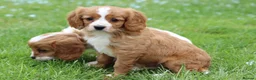 Cavapoo dogs for sale: Beautiful Cavapoo puppies for sale - Advert 21