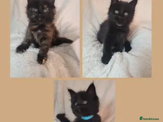 Maine Coon cats 🐾🐈⬛GORGEOUS 7 WEEK OLD MAINE COON KITTENS🐈⬛🐾 - Advert 12