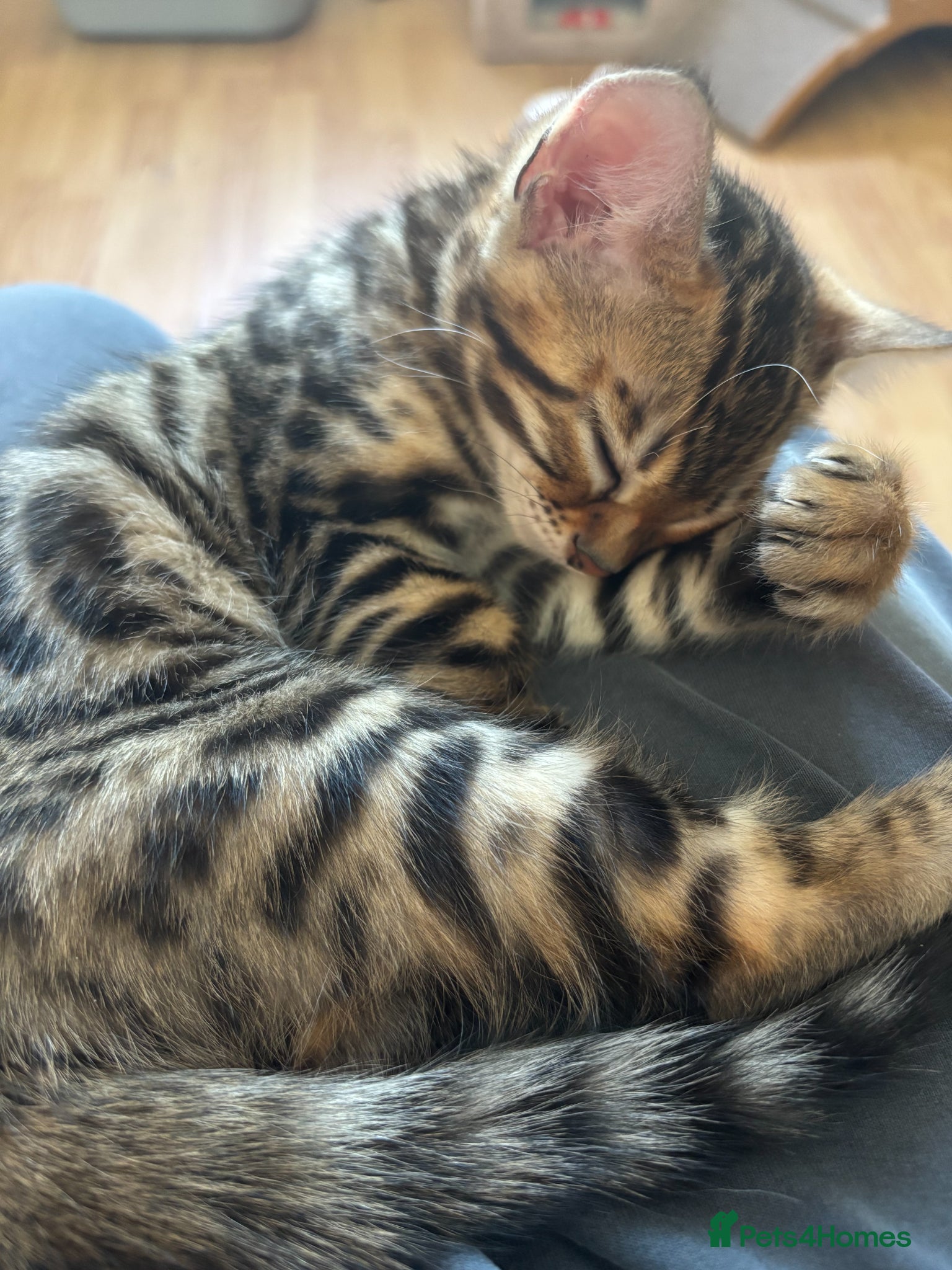 Bengal cats for sale: Little Bengal girl in Liskeard - Advert 10