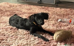 Mixed Breed dogs for sale: Jackapoo - Image 11