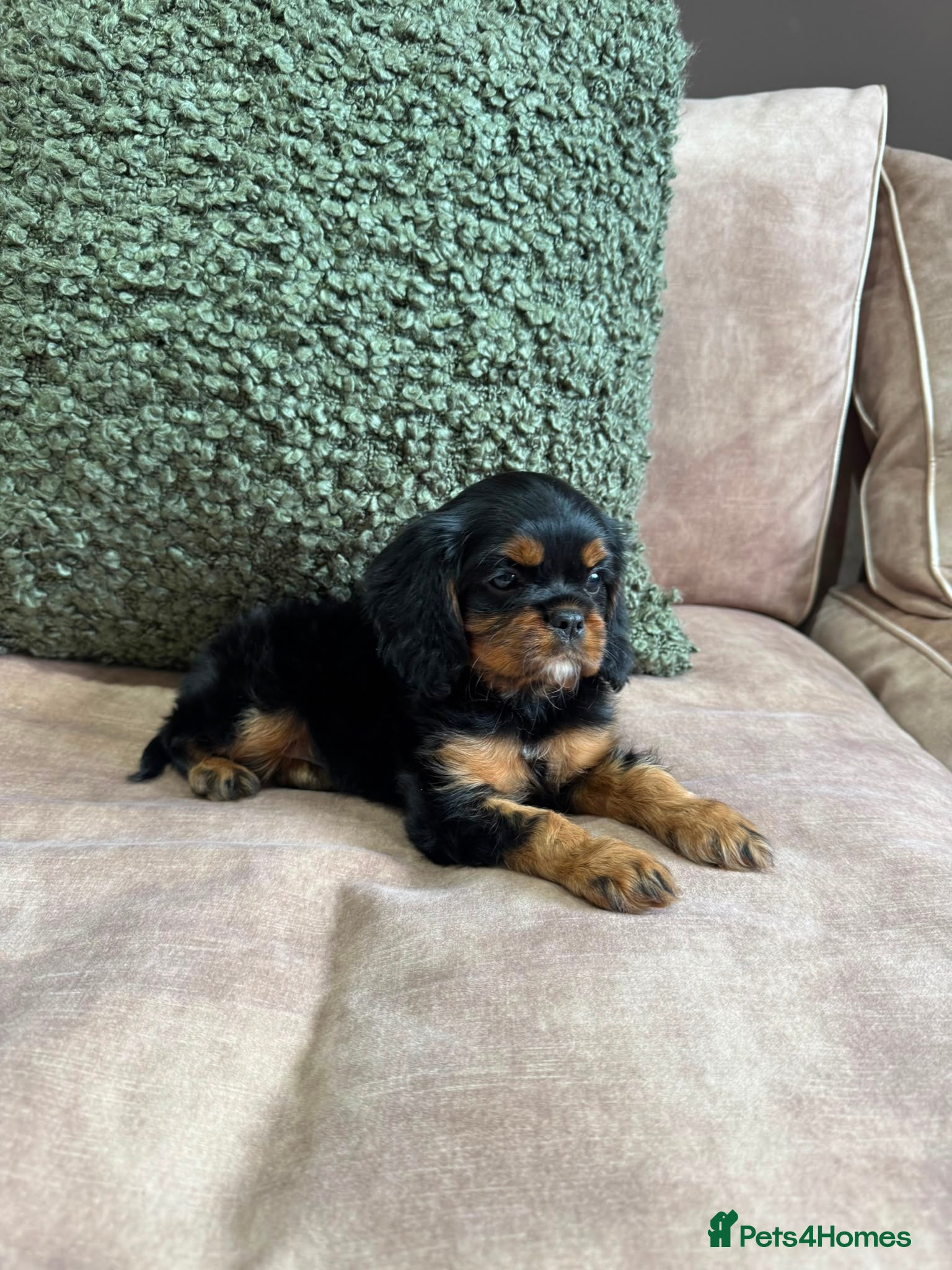 Cavalier King Charles Spaniel dogs Donna Jays Petite Cavaliers 🌟🌟🌟🌟🌟 - Advert 2